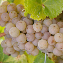 DELIVERED SEPTEMBER 2022 Chenin Blanc Grapevine (Vitis vinifera 'Chenin Blanc') INDOOR WINE VARIETY **FREE UK MAINLAND DELIVERY + FREE 100% TREE WARRANTY**